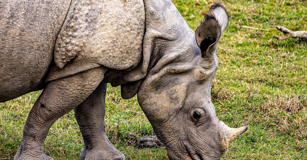 Отчаянные риски слот игры Great Rhino Megaways