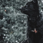 Программы лояльности казино без депозита с бонусными картами